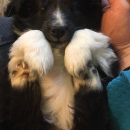 Shetland Sheepdog Puppies from Sunny Shelties