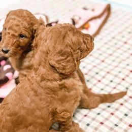 Goldendoodle Puppies from Bear Ridge Doodles