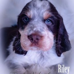 Boy 3 'Riley' - Liver white and tan male English Springer Spaniel puppy in Silverdale, Washington from TimberVale Springers