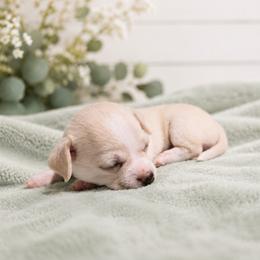 Cream Smooth Coat Female - Cream female Chihuahua puppy in Nashville, Tennessee from Music City Chi’s