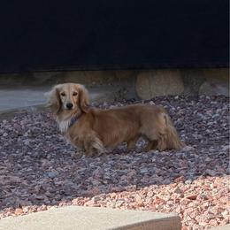 AKC Cream Male - Cream male Dachshund puppy in Horizon City, Texas from Willipaws