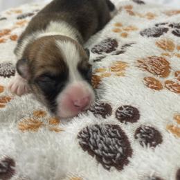 Boy 4 - Red male Pembroke Welsh Corgi puppy in Barstow, California from Caldwell’s Corgis of Southern California