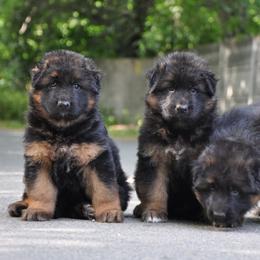 Nero - Bi-color male German Shepherd puppy in Anza, California from Top Shepherd - Snow Angels Bichon Frisé, Maltise, toy Poodles.