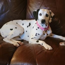 Honeybee - Dalmatian