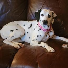 Honeybee - Dalmatian