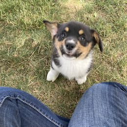 Pembroke Welsh Corgi puppies from McKay Corgi's