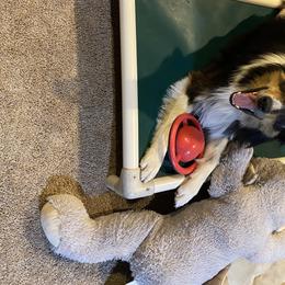 Buck - Border Collie