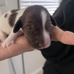 Netty - Piebald female Dachshund puppy in Los Lunas, New Mexico from Poker Paws Dachshunds by Chelsy