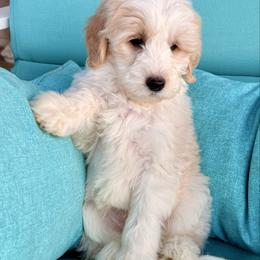 Rainier - Fawn and white male Sheepadoodle puppy in Roseburg, Oregon from Sharon’s Sheepadoodle’s