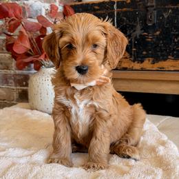 23 - Apricot male Goldendoodle puppy in Arizona from Daisy Mountain Doodles