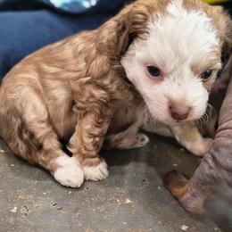 Pearl - White and chocolate female Chinese Crested puppy in Frederick, Maryland from Lovable Cresteds