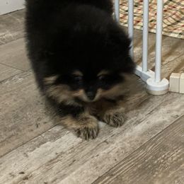Pomeranian Puppies from Silver’s Reigning Heir Poms