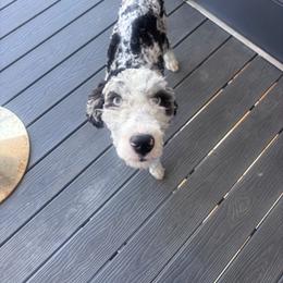 Dior - Tri-color female Bernedoodle puppy in Foristell, Missouri from A MAYSING Bernedoodles