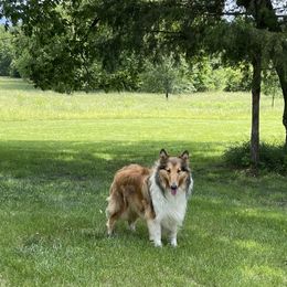 Katie - Collie