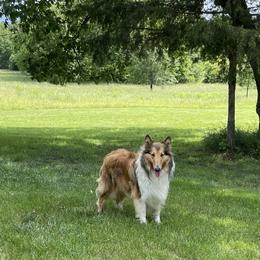 Katie - Collie