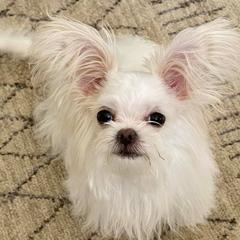 Mi-Kis from Pat N Ricks Mi-Kis