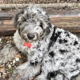 Blouie - Schnoodle puppy from Giselle’s Pups: Giant Schnauzer/Standard Poodles