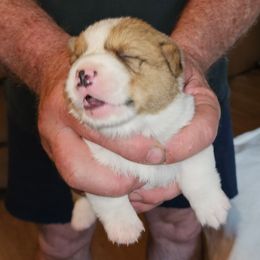 Pembroke Welsh Corgi Puppies from Gingersnap Pembroke Welsh Corgis
