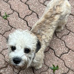 Dandie Dinmont Terrier Puppies from Bonnyrigg