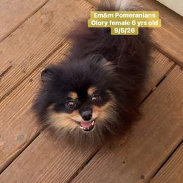 Glory will be spayed - Black and tan female Pomeranian puppy in Kentucky from Em&M Pomeranians