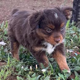 Girl 2 - Red tri female Miniature Australian Shepherd puppy in Amarillo, Texas from Duclops Ranch Aussies