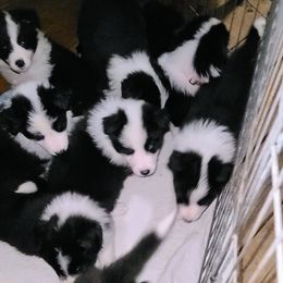 Border Collie Puppies from K&R RANCH.
