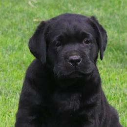 Labrador Retriever Puppies from Endless Mt. Labradors