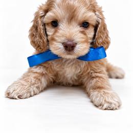 Cavapoo and Cockapoo Puppies from The Barkery