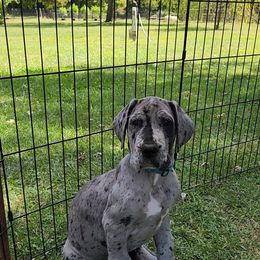 Ringo - Merle male Great Dane puppy in Miamisburg, Ohio from Iron Horse Kennel