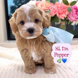 Pepper - Apricot male Maltipoo puppy in Spring, Texas from GlamPaw Maltipoos