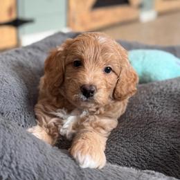Honor - Apricot female Goldendoodle puppy in Wharton, Texas from Little Fur Friends