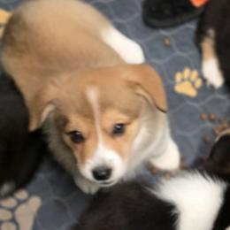 Roxy - Sable female Pembroke Welsh Corgi puppy in Charleston, Arkansas from Hilltop Corgis