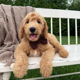 Rowdy - Red  male Goldendoodle puppy in Ooltewah, Tennessee from Allison Family Doodles