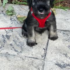 Standard Schnauzer Puppies from Songbird Standard Schnauzers