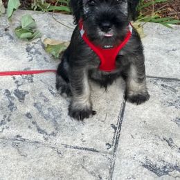 Standard Schnauzer Puppies from Songbird Standard Schnauzers