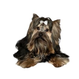 Toby - Yorkshire Terrier