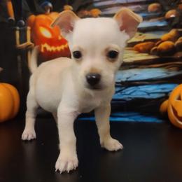 Waffle - Cream and white male Chihuahua puppy in Mesa, Arizona from Sun Valley Chihuahuas & Malinois