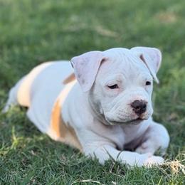 Shadowfax - White female American Bully puppy in Princeton, Texas from District 12 Kennels