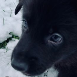 German Shepherd Puppies from Shadow Wraith German Shepherds