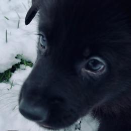 German Shepherd Puppies from Shadow Wraith German Shepherds
