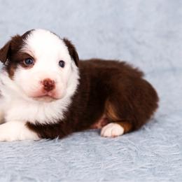 Sunny - Red tri-color female Australian Shepherd puppy in Riverton, Utah from Prestige Aussies