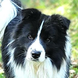 Cosmo - Border Collie