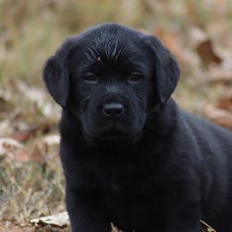 Labrador Retriever Puppies from Ashland Labradors