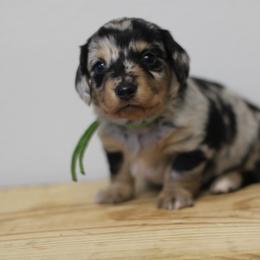 Turkey - Dapple male Dachshund puppy in Alto, Texas from Prima Dachshunds
