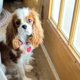 Evie - Cavalier King Charles Spaniel