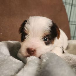 Benny - Black & tan tri-color male Morkie puppy in West Enfield, Maine from GRIFFEY'S SPA AND KENNEL