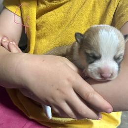 Elsa's sable girl 3 - Sable female Pembroke Welsh Corgi puppy in Clinton, Tennessee from High Hopes Farm