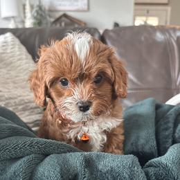 Wilber - Red male Cavapoo puppy in Ephrata, Pennsylvania from Nancy's Cavapoos