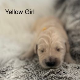 Yellow girl - Light golden female Golden Retriever puppy in Morris, Connecticut from Sterling Goldens