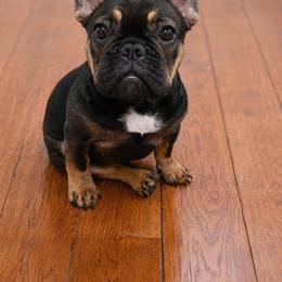 Karen - Fawn female French Bulldog puppy in Keeseville, New York from Big Sky Frenchies